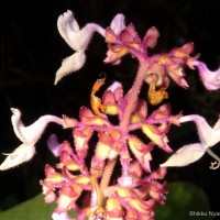 Coleus kanneliyensis L.H.Cramer & S. Balas.